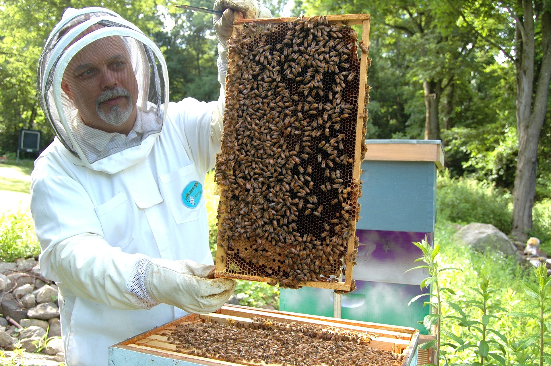 Propolis v prehranskih dopolnilih