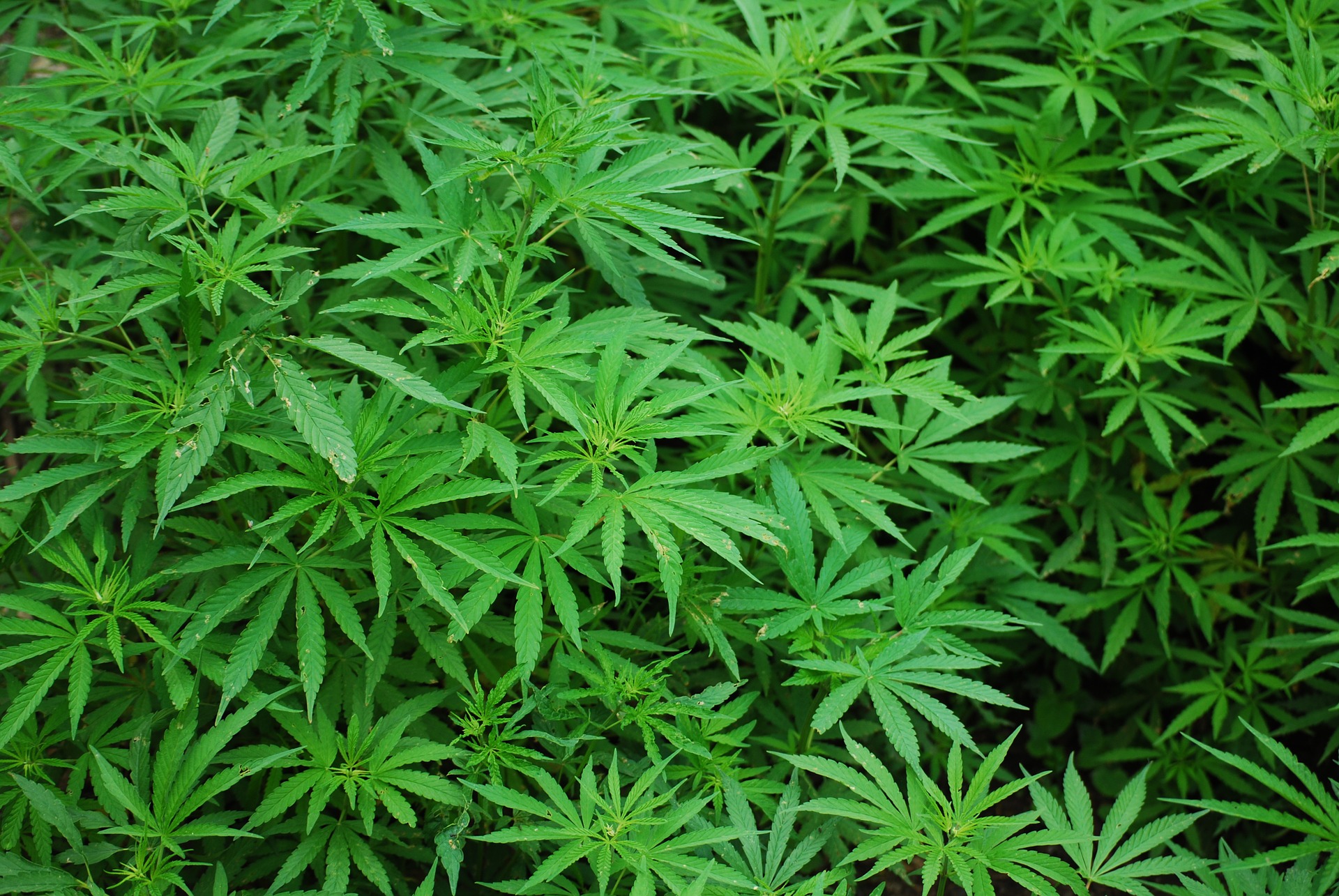 CBD na slovenskih policah